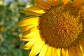 Photography of theÃÂ common sunflower Helianthus annuus Royalty Free Stock Photo